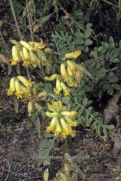 astragalus gibbsii 1 graphic